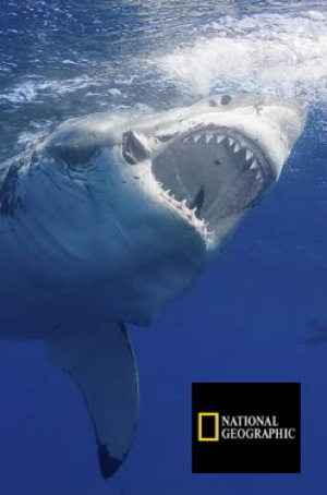Expedition Great White